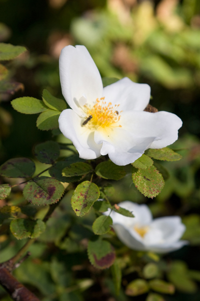 090926-DaveCarliWedd#20156