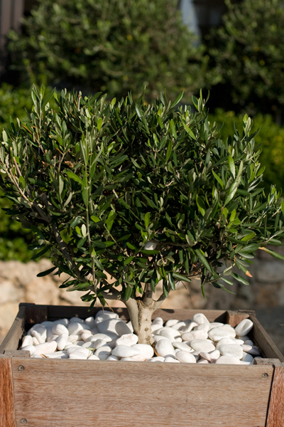 091004-Mediterranean#20352