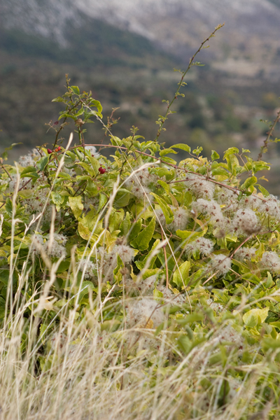 091005-Provence_MG_5#20371