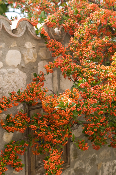 091005-Provence_MG_5#20376