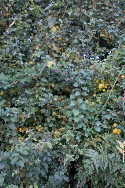 091011-Devon_MG_5459 copy