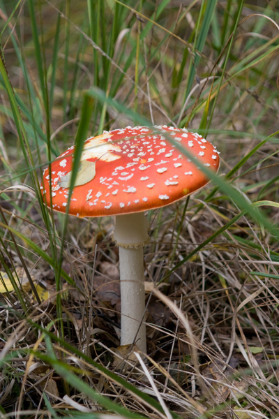 091017-Flowers_MG_56220483