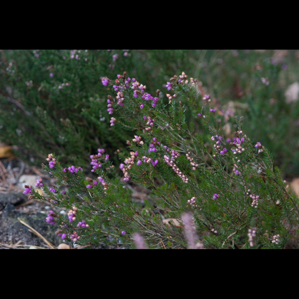 091017-Flowers_MG_56230484