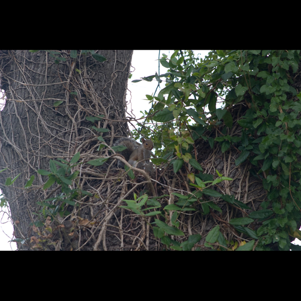 091017-Flowers_MG_56440493