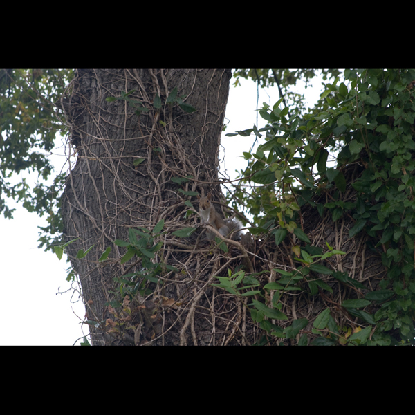 091017-Flowers_MG_56460494