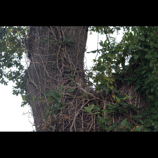 091017-Flowers_MG_56470495