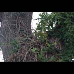 091017-Flowers_MG_56440493