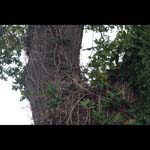 091017-Flowers_MG_56470495